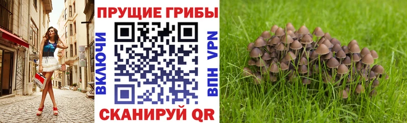 Псилоцибиновые грибы прущие грибы  Болгар 